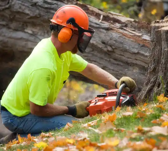 tree services Science Hill